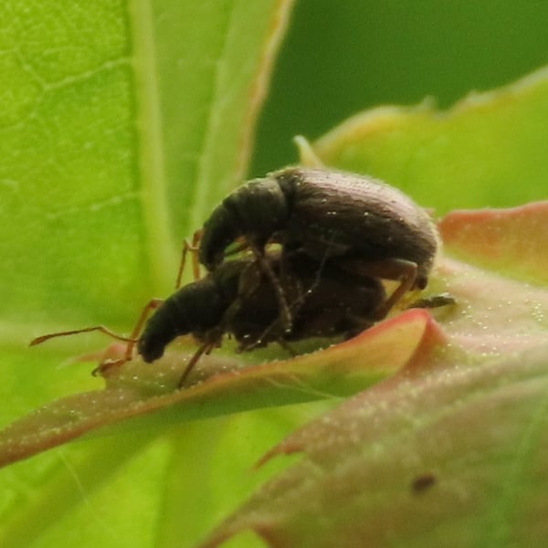 Phyllobius oblongus