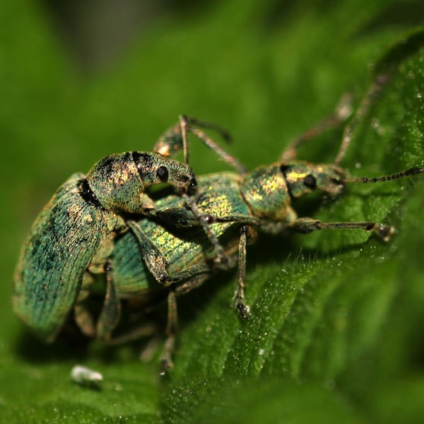 Phyllobius pomaceus