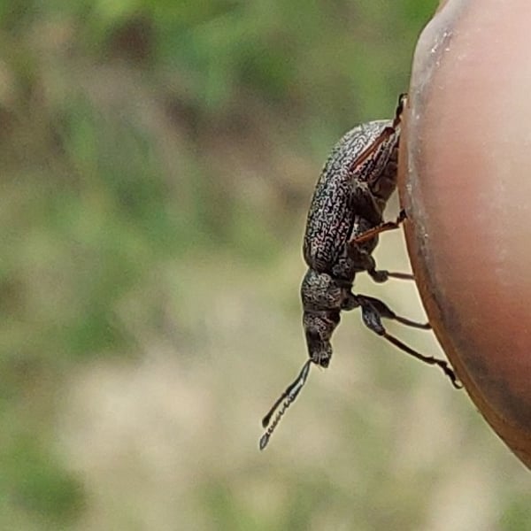 Phyllobius pyri