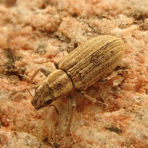 Sitona lineatus