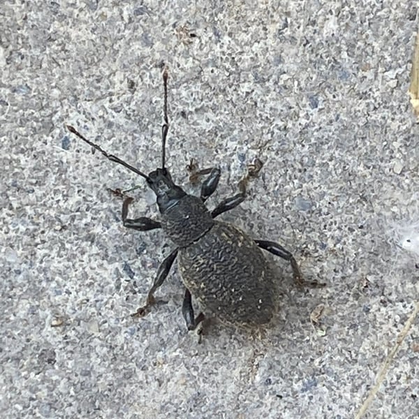 Otiorhynchus
