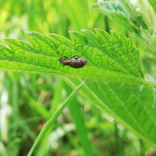 Sciaphilus asperatus