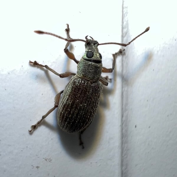 Cyrtepistomus