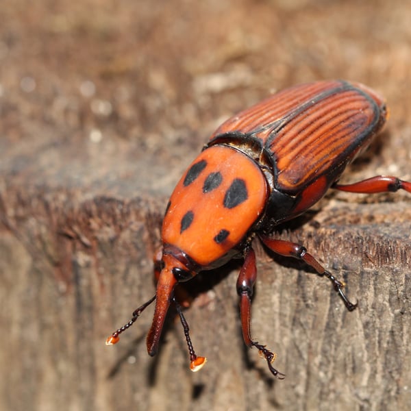 Rhynchophorus ferrugineus
