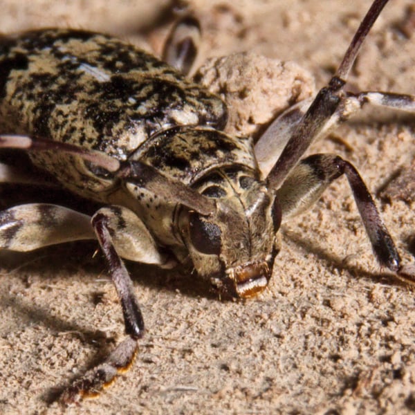 Graphisurus fasciatus