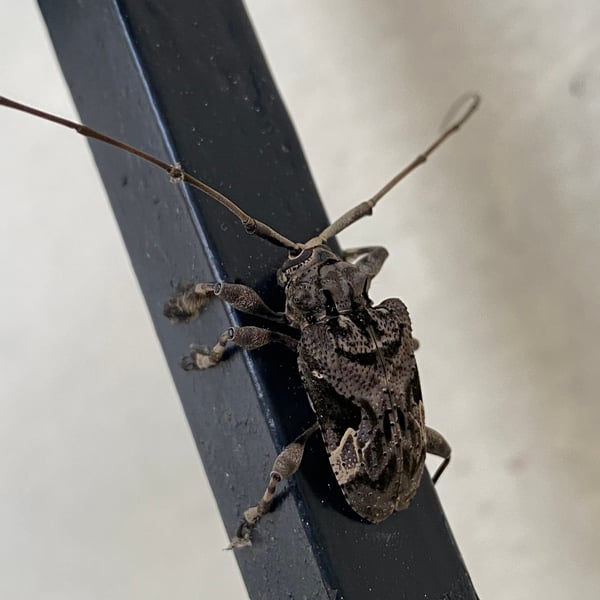 Lagocheirus araneiformis