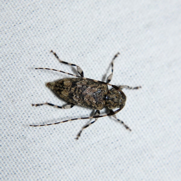 Astyleiopus variegatus