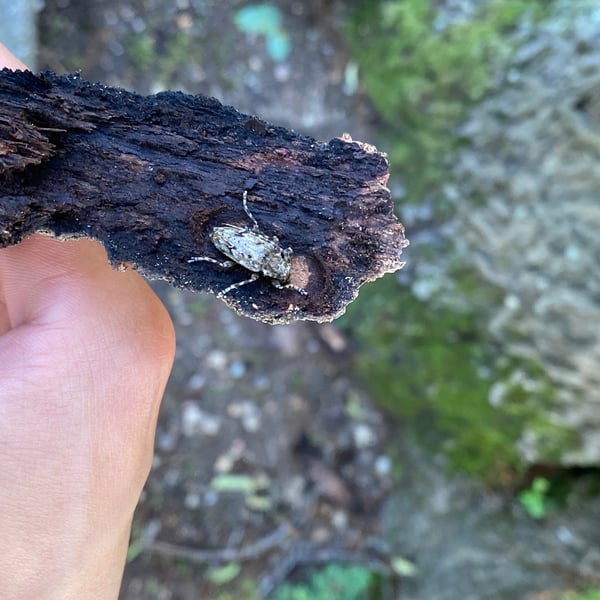Aegomorphus modestus