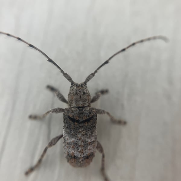Ecyrus