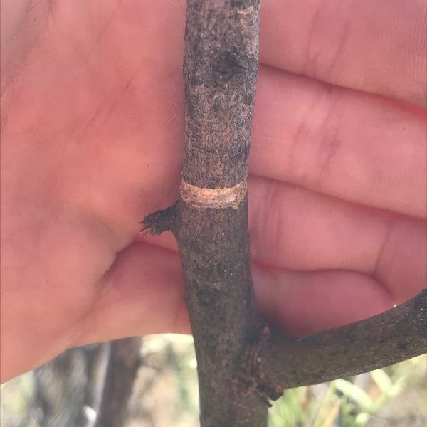 Oncideres rhodosticta