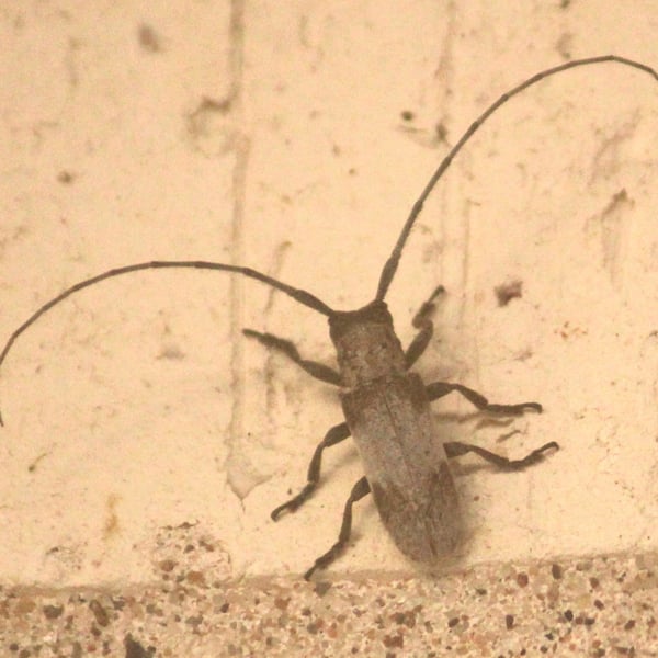 Oncideres cingulata