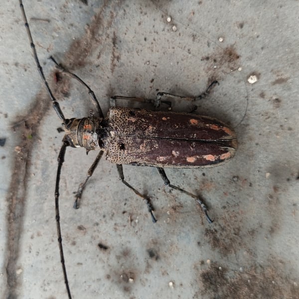 Batocera rubus