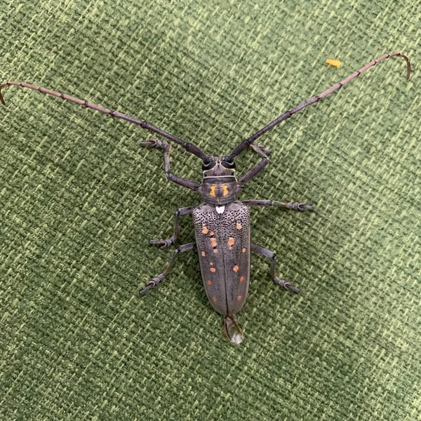 Batocera rufomaculata