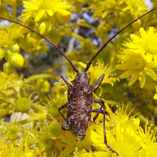 Monochamus