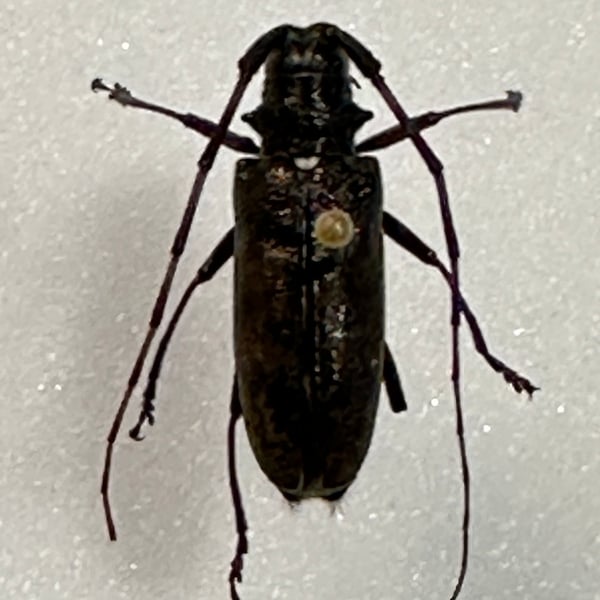 Monochamus scutellatus