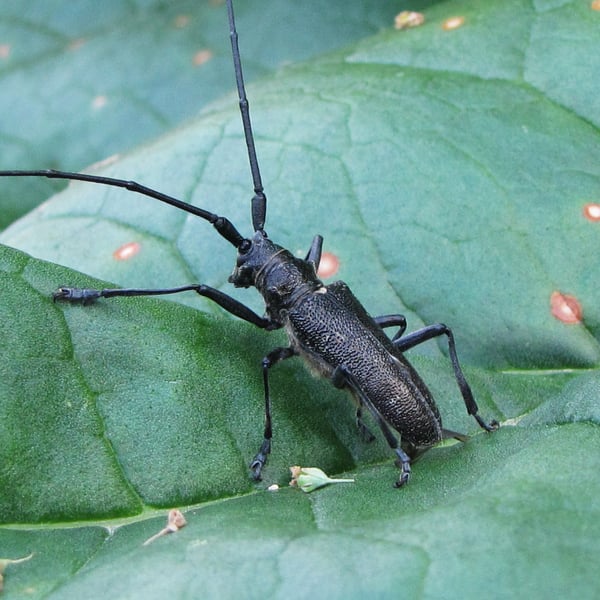 Monochamus sartor