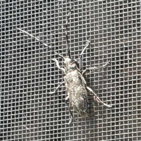 Monochamus galloprovincialis
