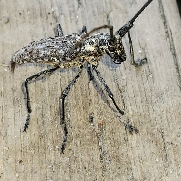 Monochamus notatus