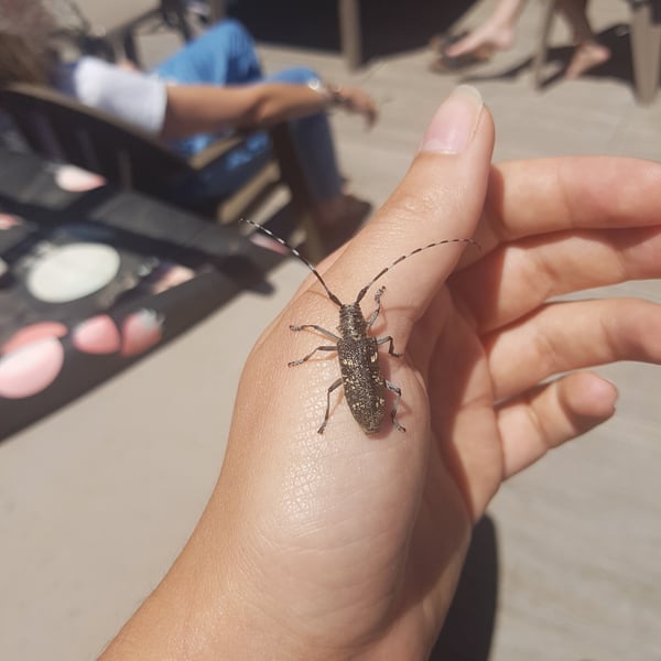 Monochamus sutor