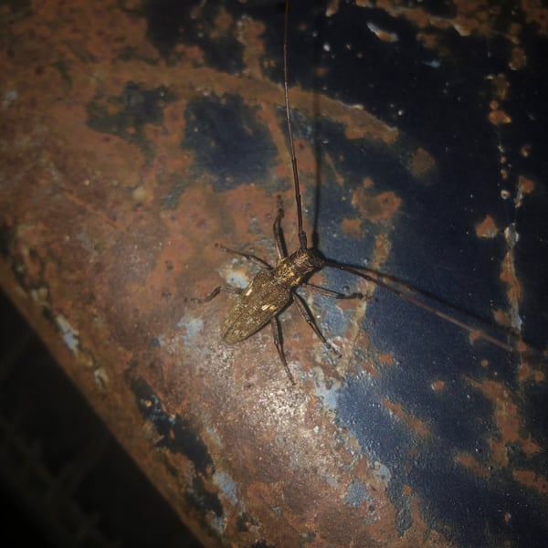 Monochamus carolinensis