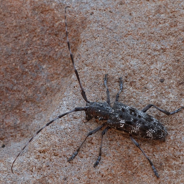 Monochamus clamator