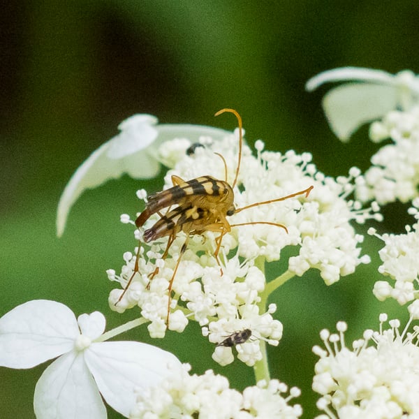 Strangalia luteicornis