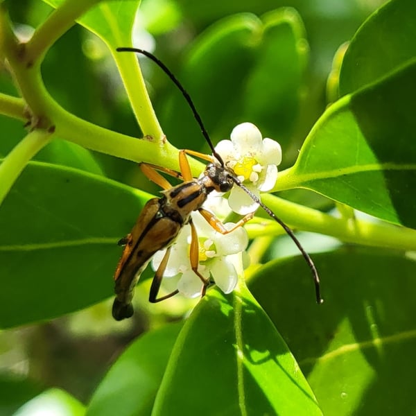 Strangalia famelica