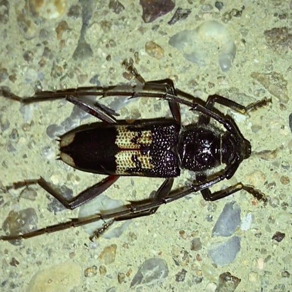 Phoracantha semipunctata