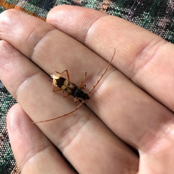 Phoracantha recurva