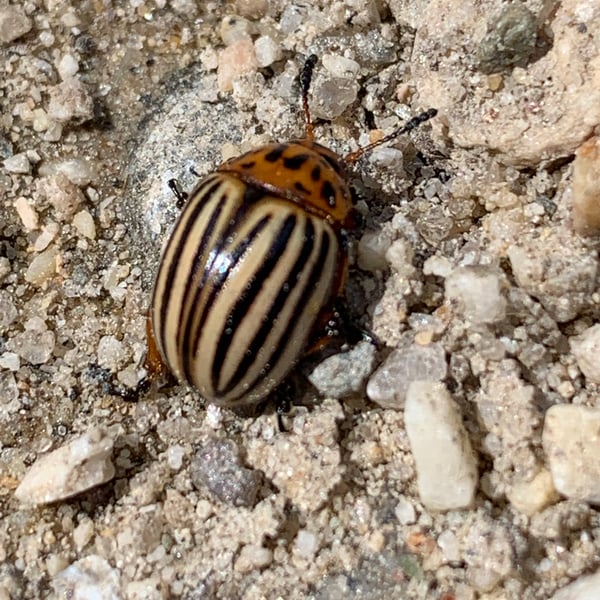 Chrysomelidae