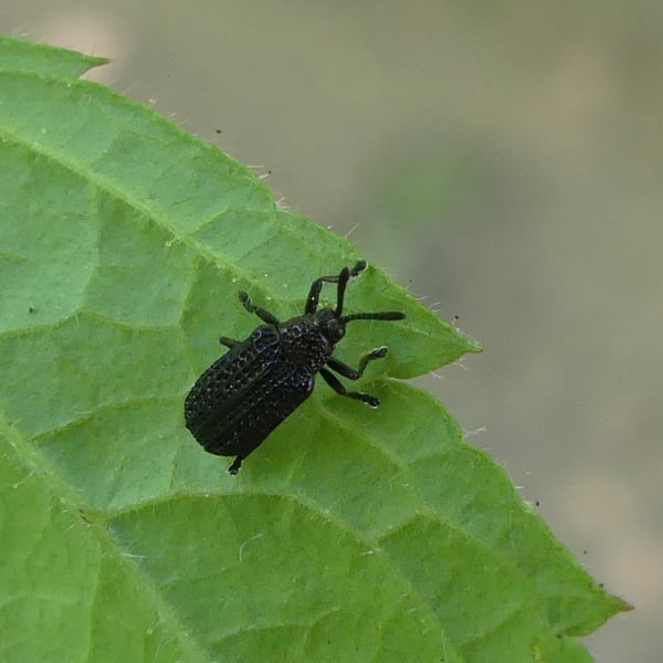 Microrhopala