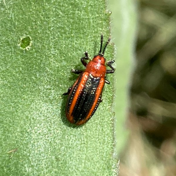 Microrhopala vittata