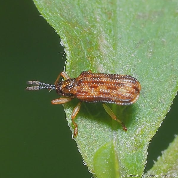 Sumitrosis inaequalis
