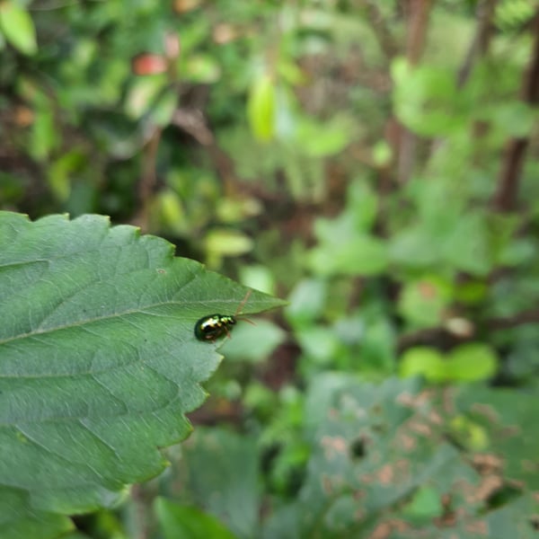 Cassida circumdata