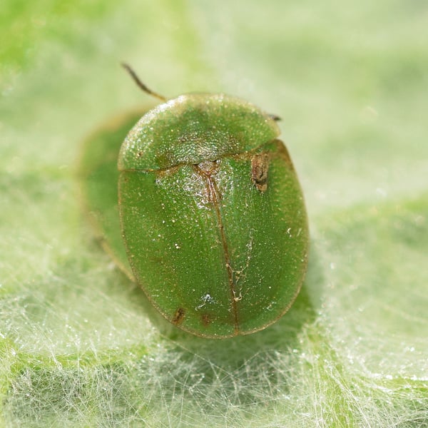 Cassida rubiginosa