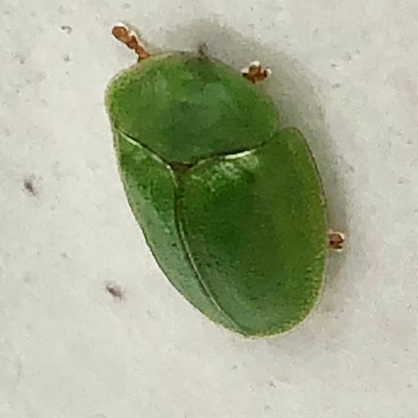 Cassida viridis