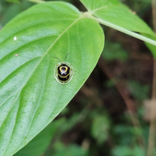 Ischnocodia annulus