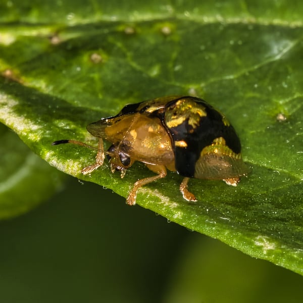 Deloyala guttata