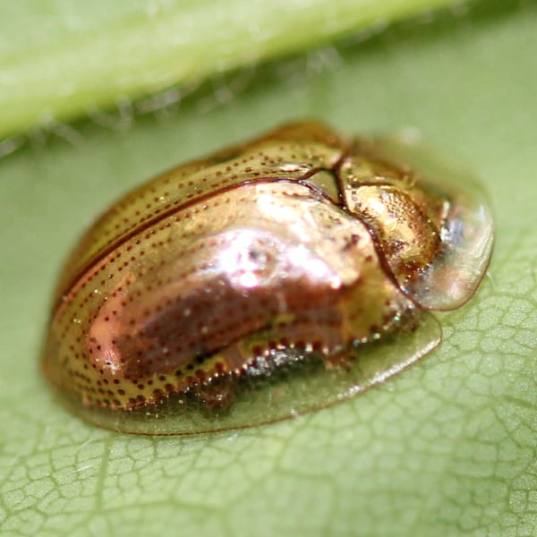 Charidotella sexpunctata