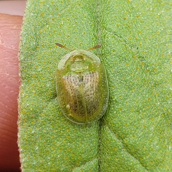 Gratiana pallidula