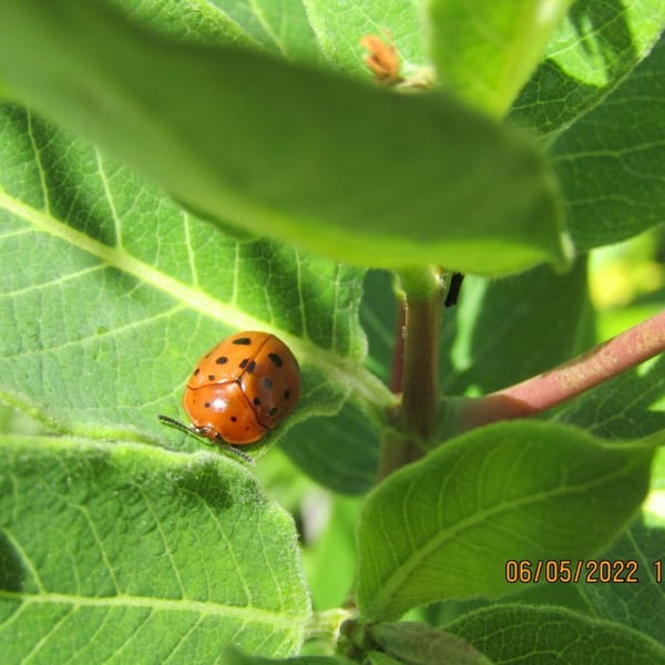 Chelymorpha cassidea