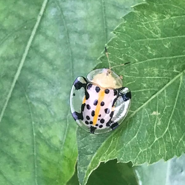 Aspidimorpha