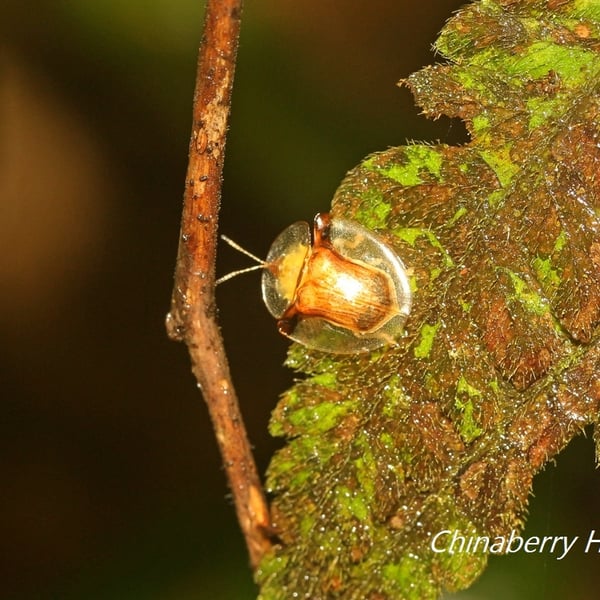 Aspidimorpha furcata