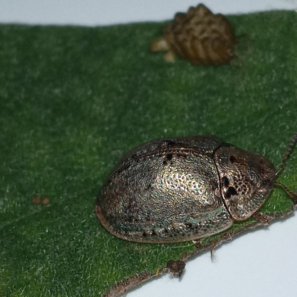 Physonota alutacea