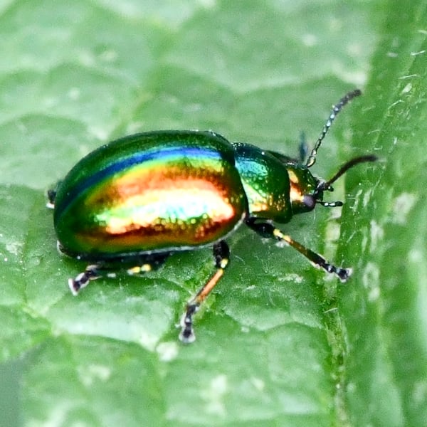 Chrysolina