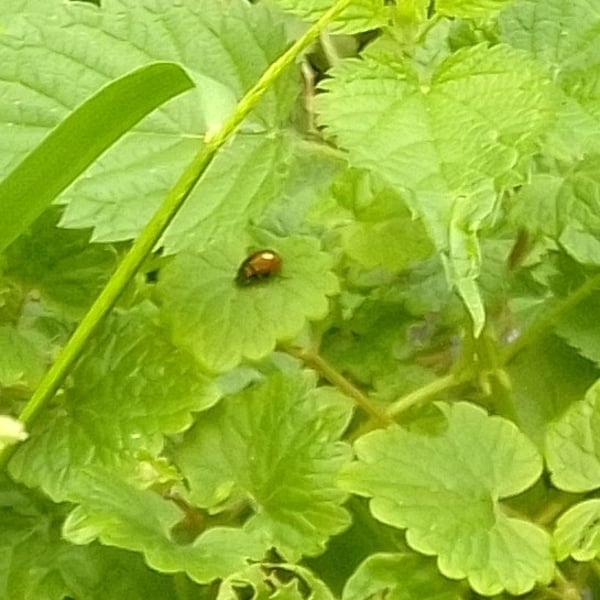 Chrysolina polita
