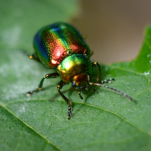 Chrysolina fastuosa