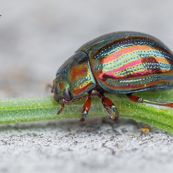 Chrysolina americana