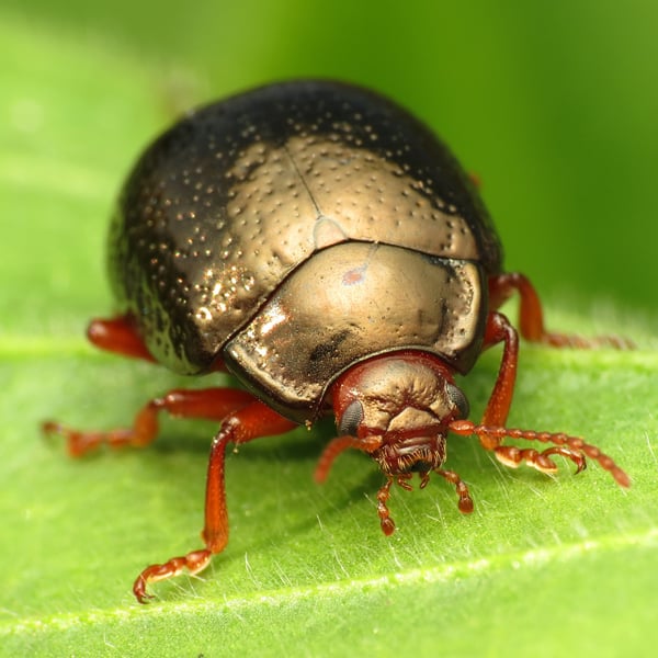 Chrysolina bankii
