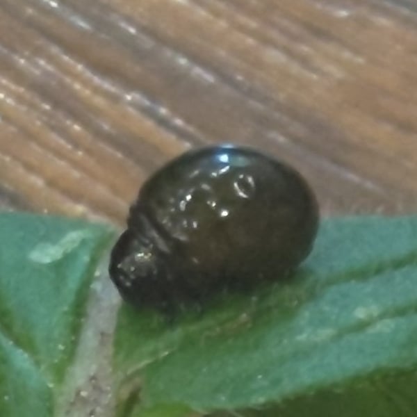Chrysolina coerulans